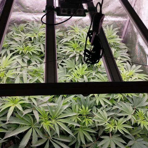 Trichome Orchards growlog timeline photo