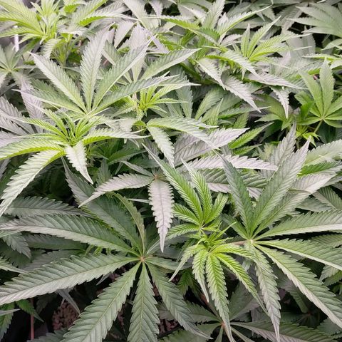 Trichome Orchards growlog timeline photo