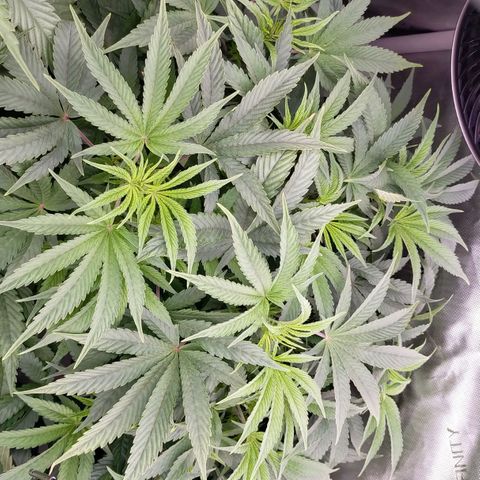 Trichome Orchards growlog timeline photo