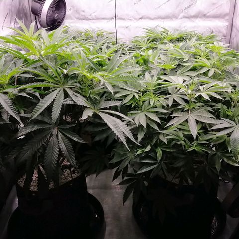 Trichome Orchards growlog timeline photo