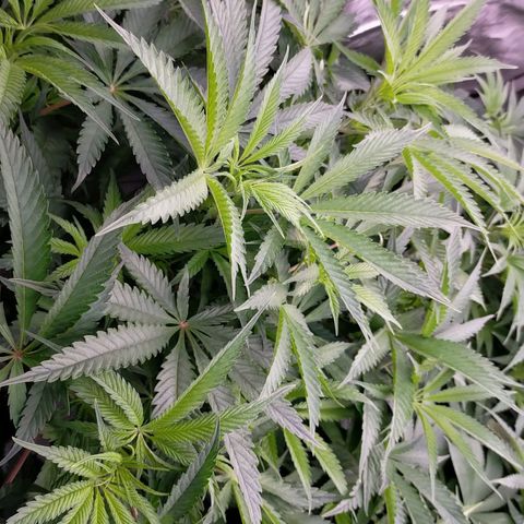 Trichome Orchards growlog timeline photo
