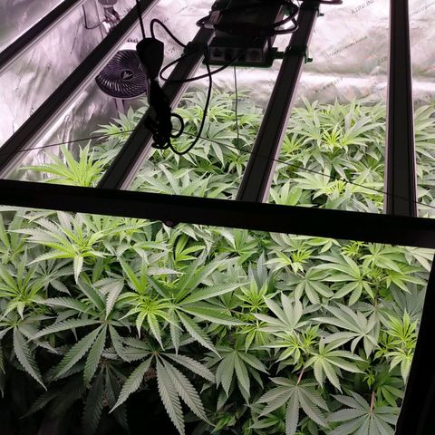 Trichome Orchards growlog timeline photo