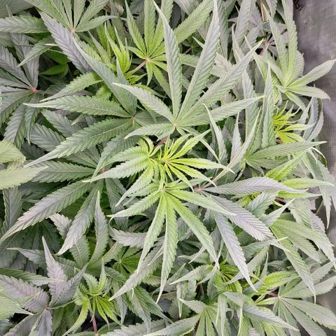 Trichome Orchards growlog timeline photo