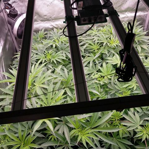 Trichome Orchards growlog timeline photo