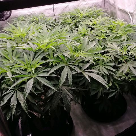 Trichome Orchards growlog timeline photo