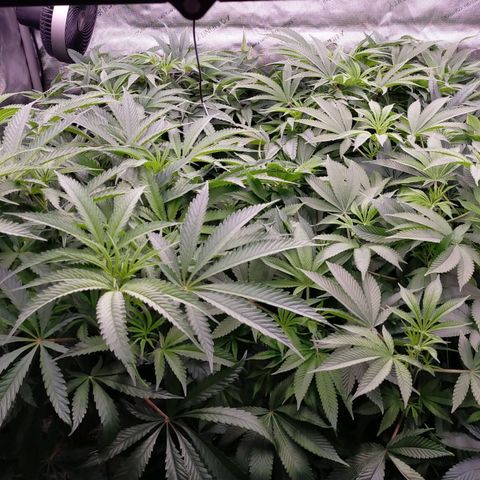 Trichome Orchards growlog timeline photo