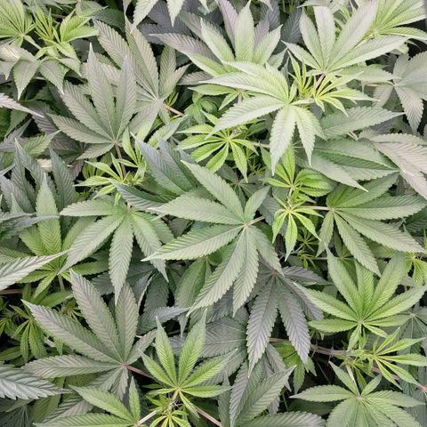 Trichome Orchards growlog timeline photo