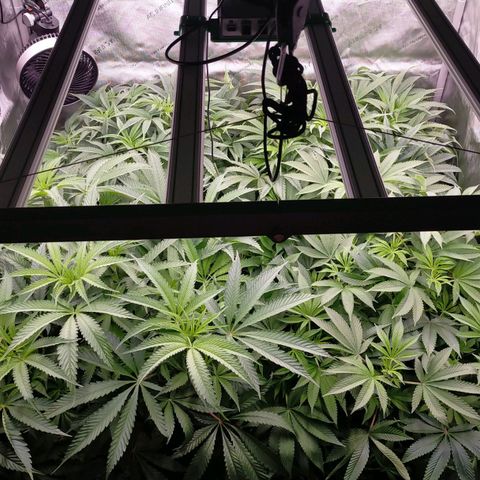 Trichome Orchards growlog timeline photo