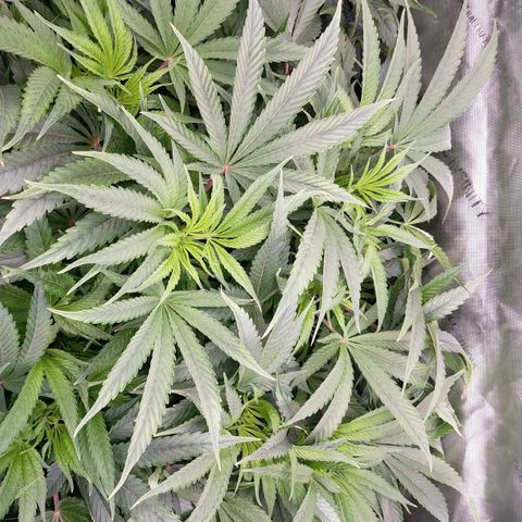 Trichome Orchards growlog timeline photo