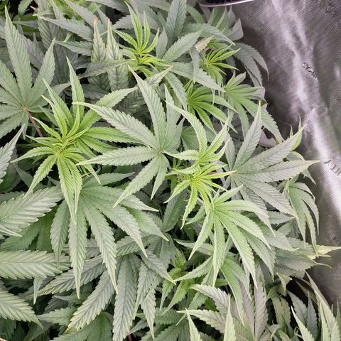 Trichome Orchards growlog timeline photo