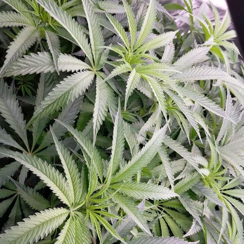 Trichome Orchards growlog timeline photo