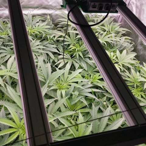 Trichome Orchards growlog timeline photo
