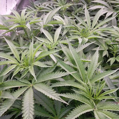 Trichome Orchards growlog photo: Before defol