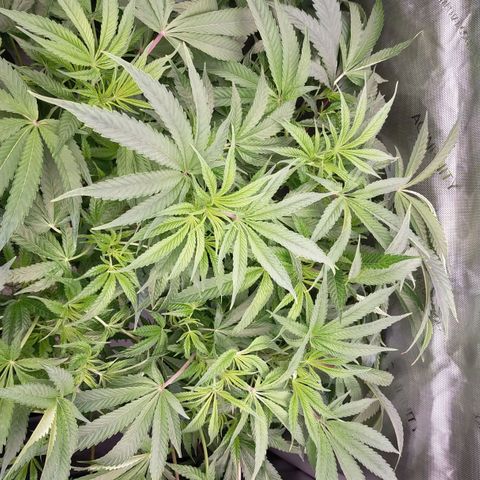 Trichome Orchards growlog photo: After defol