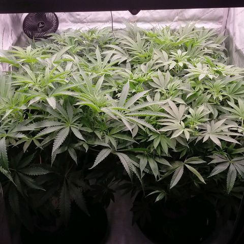 Trichome Orchards growlog photo: Before defol