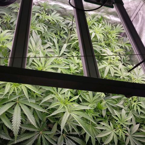 Trichome Orchards growlog photo: After defol