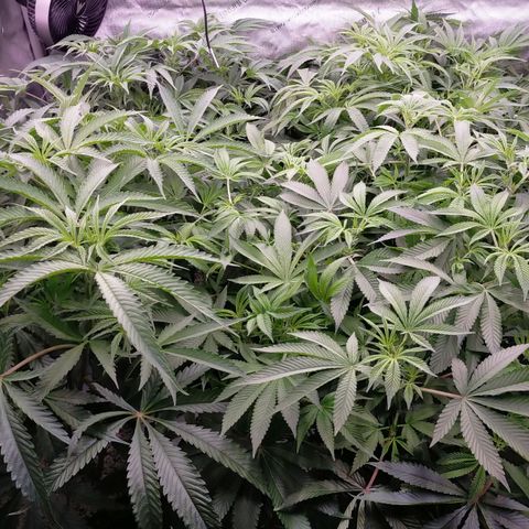 Trichome Orchards growlog photo: After defol