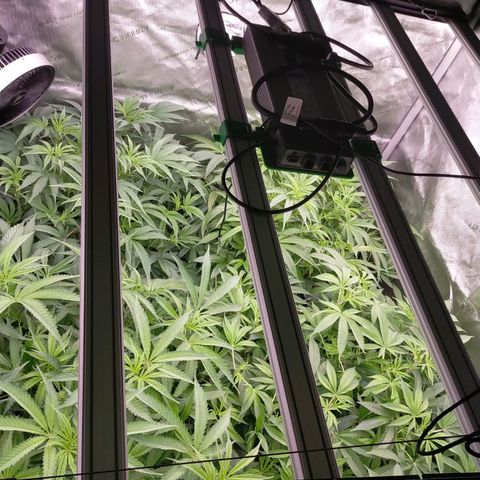 Trichome Orchards growlog photo: After defol