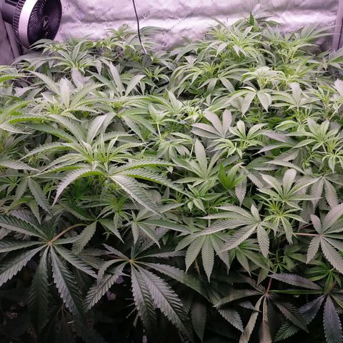 Trichome Orchards growlog photo: After defol