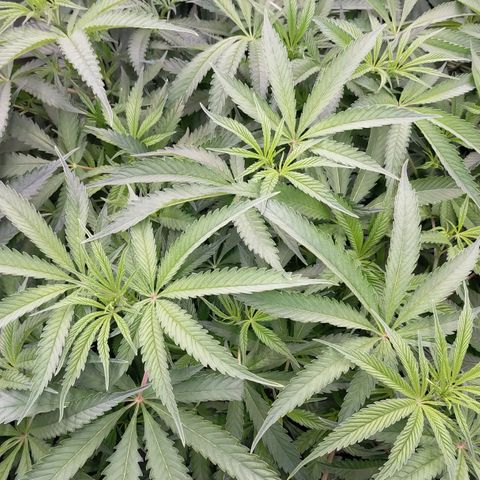 Trichome Orchards growlog photo: After defol