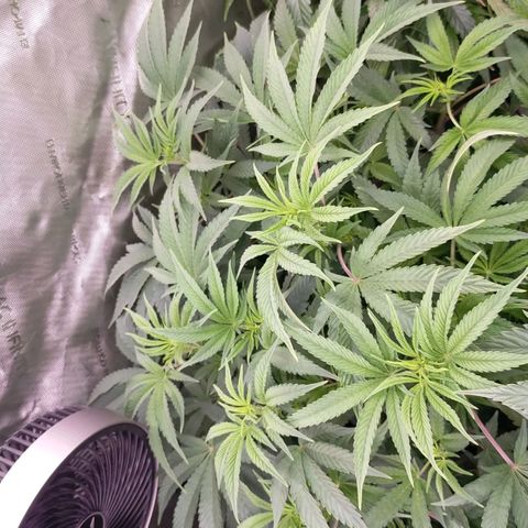 Trichome Orchards growlog photo: After defol
