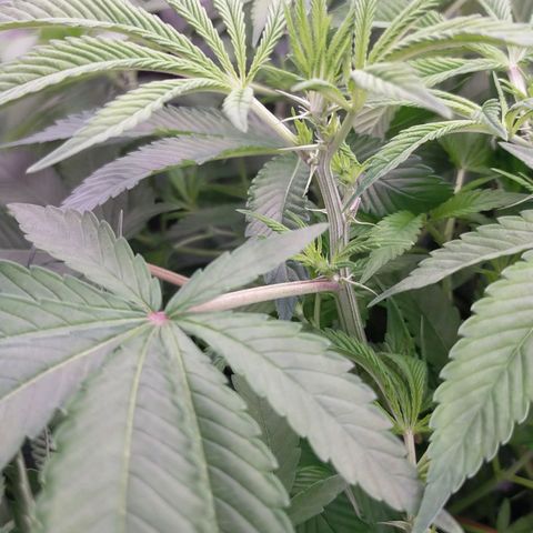 Trichome Orchards growlog photo: After defol. Day 7 of flower.