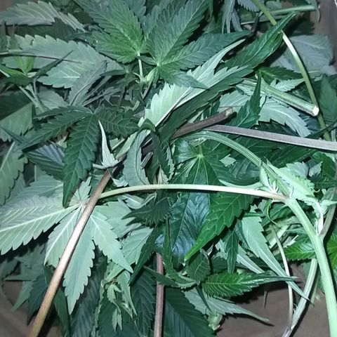 Trichome Orchards growlog photo: After defol. Day 7 of flower.