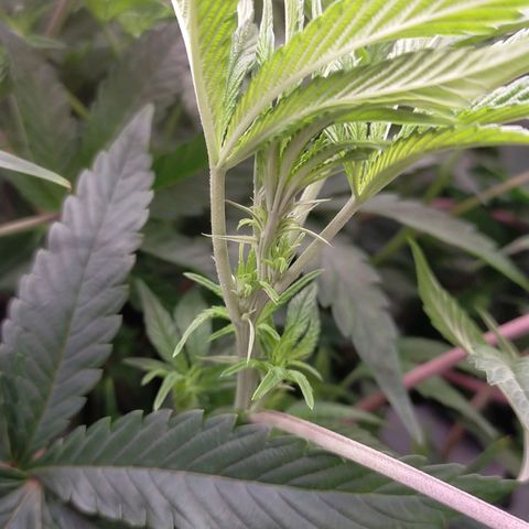 Trichome Orchards growlog photo: After defol. Day 7 of flower.