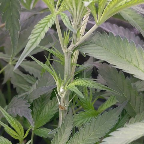 Trichome Orchards growlog photo: After defol. Day 7 of flower.