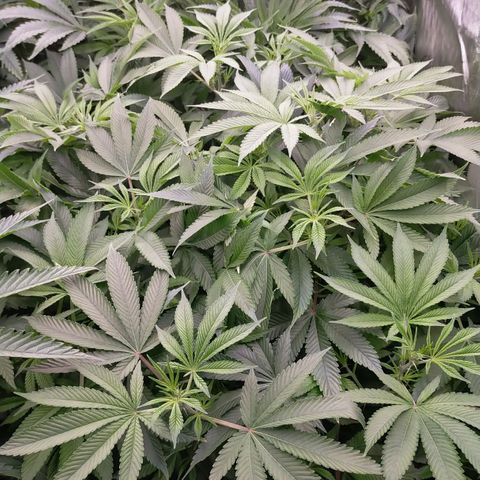 Trichome Orchards growlog photo: Before defol