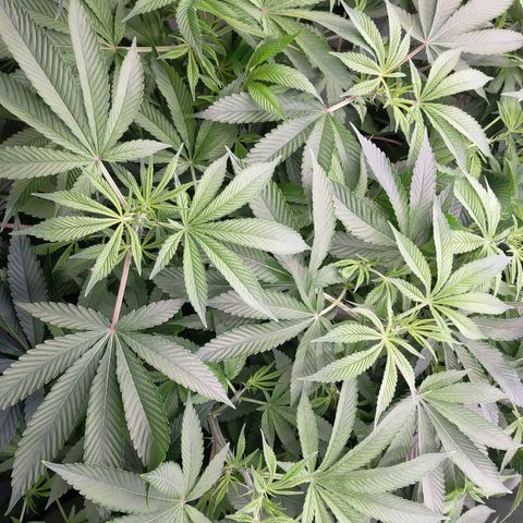 Trichome Orchards growlog photo: After defol