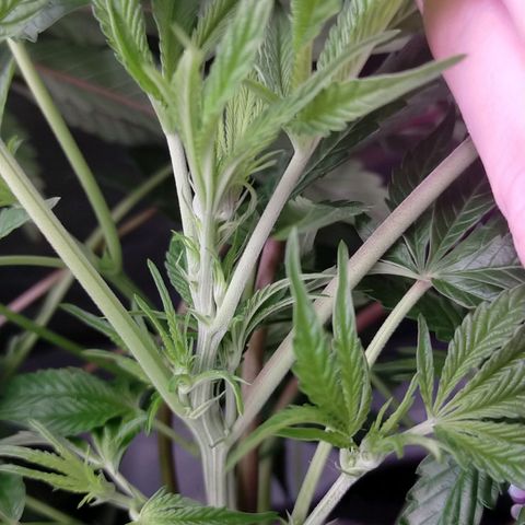 Trichome Orchards growlog photo: After defol. Day 7 of flower.