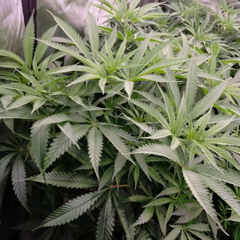 Trichome Orchards growlog photo: Just before lights out