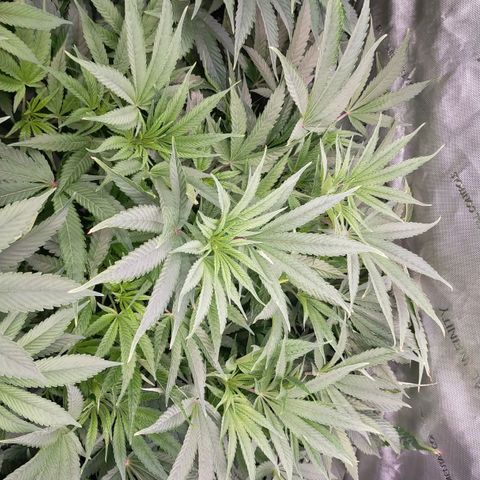 Trichome Orchards growlog photo: Just before lights out
