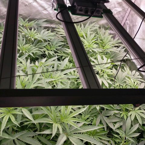 Trichome Orchards growlog photo: Just before lights out