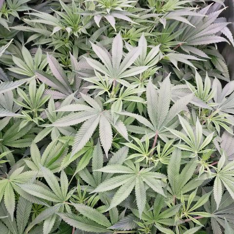 Trichome Orchards growlog photo: Just before lights out