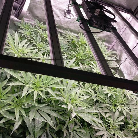 Trichome Orchards growlog photo: Just before lights out