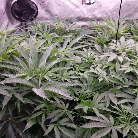 Trichome Orchards growlog photo: Just before lights out