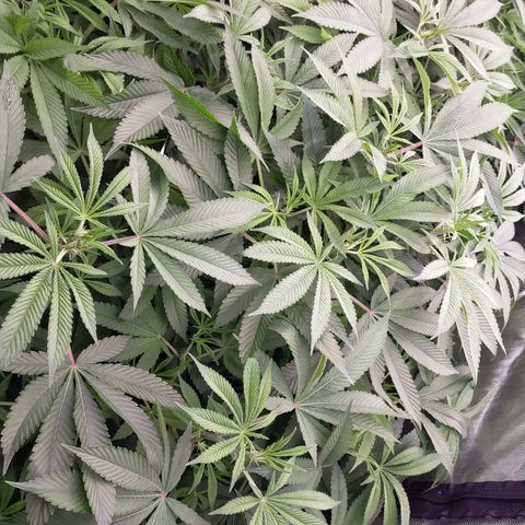 Trichome Orchards growlog photo: Just before lights out