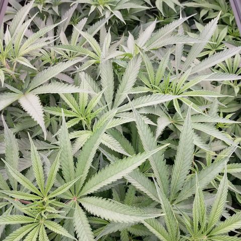 Trichome Orchards growlog photo: Just before lights out