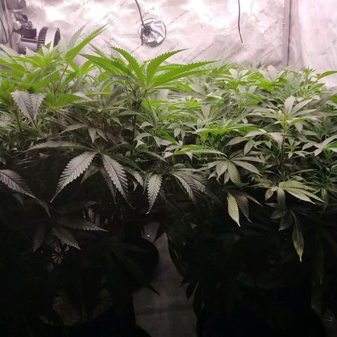 Trichome Orchards growlog photo: Just before lights out