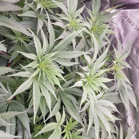 Trichome Orchards growlog photo: Just before lights out