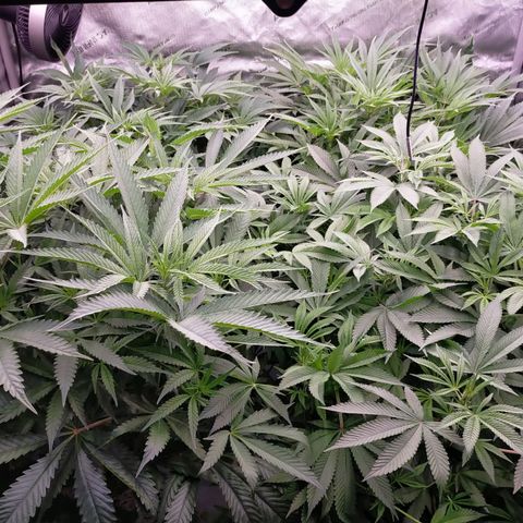 Trichome Orchards growlog photo: Just before lights out