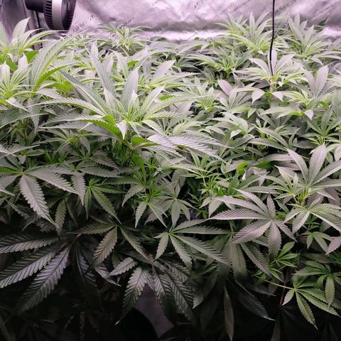 Trichome Orchards growlog timeline photo