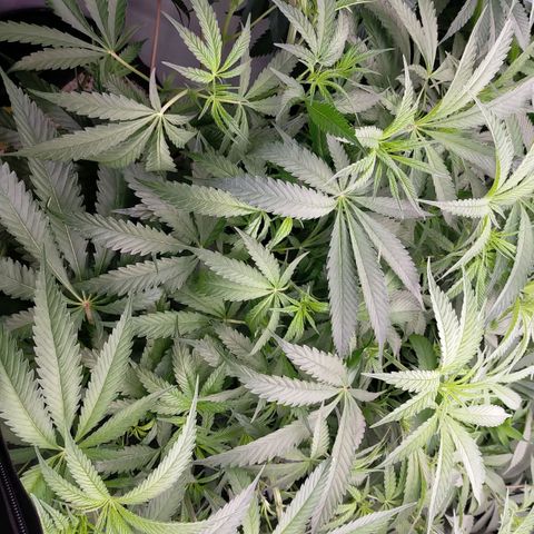 Trichome Orchards growlog timeline photo