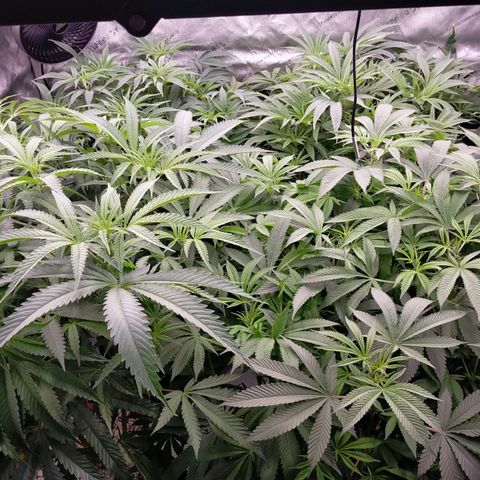 Trichome Orchards growlog timeline photo
