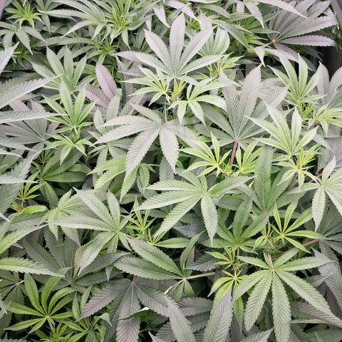 Trichome Orchards growlog timeline photo