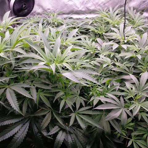 Trichome Orchards growlog timeline photo
