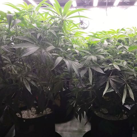 Trichome Orchards growlog timeline photo