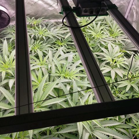 Trichome Orchards growlog timeline photo